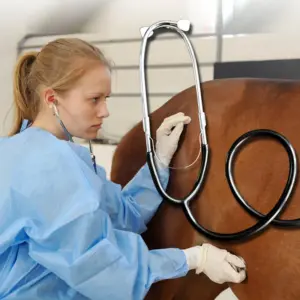 estetoscópio duplo veterinário