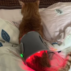 cinto terapia luz vermelha infravermelha pets