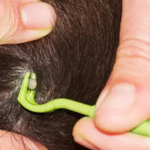 removedor de carrapatos para animais