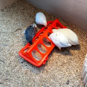 bebedouro para aves e galinhas